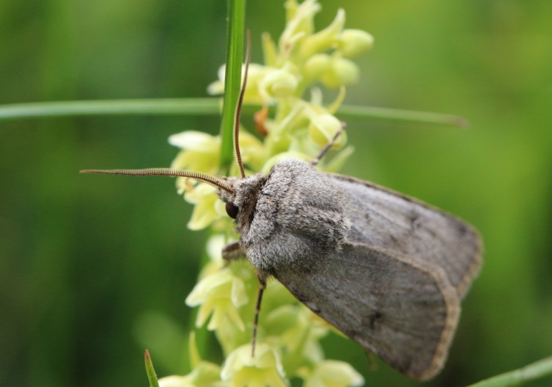 Falena del Moncenisio - Agrotis cinerea